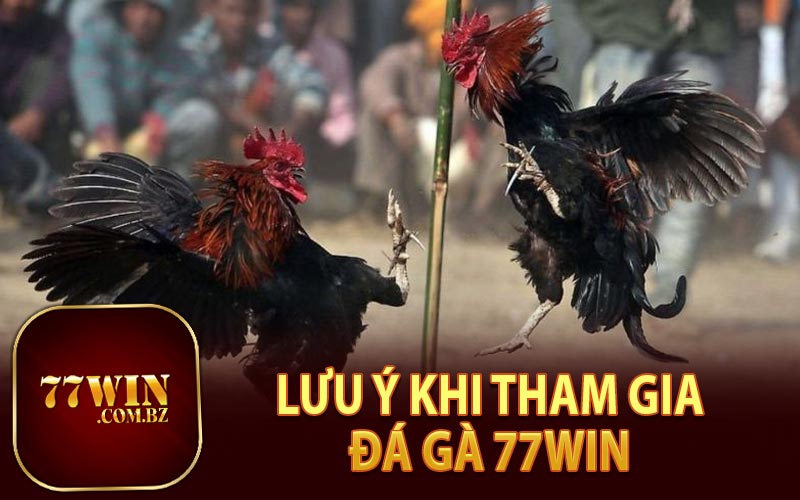 Lưu Ý Khi Tham Gia Đá Gà 77Win