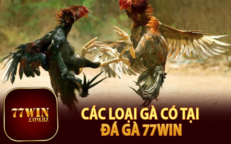 Các Loại Gà Có Tại 77Win