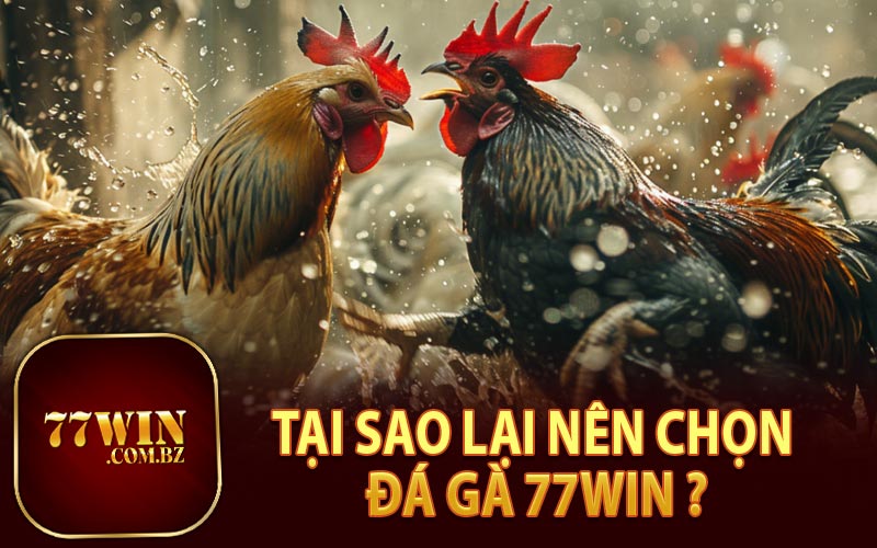 Tại Sao Nên Chọn Đá Gà 77Win